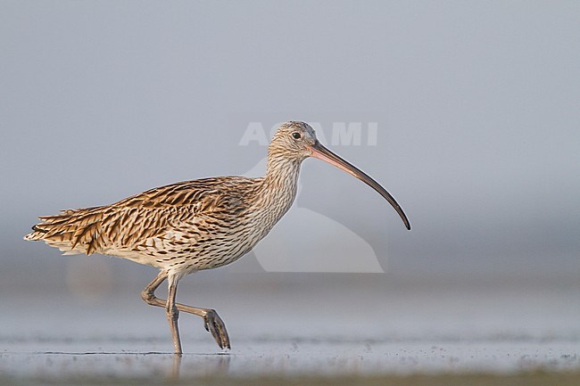 Eurasian Curlew - Großer Brachvogel - Numenius arquatus ssp. orientalis, Oman, adult stock-image by Agami/Ralph Martin,