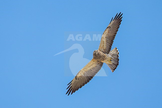 Juvenile (intermediate morph)
San Diego Co., CA
April 2023 stock-image by Agami/Brian E Small,