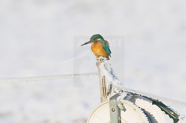 Mannetje IJsvogel in de winter; Male Common Kingfisher in winter stock-image by Agami/Hans Gebuis,