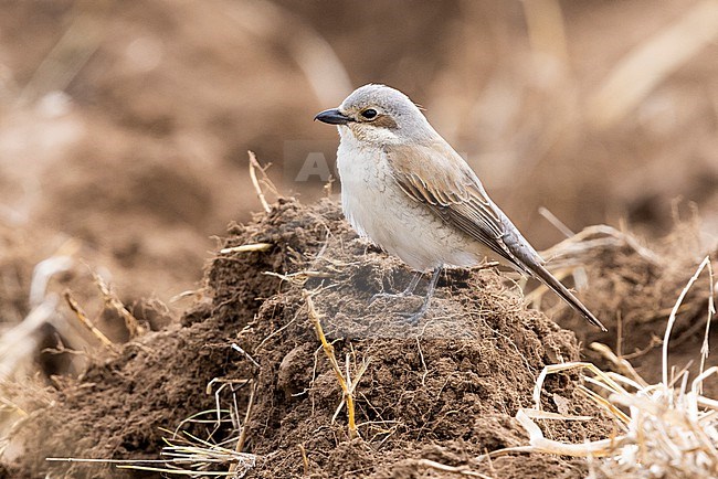 Red-backed Shrike (Lanius collurio), side view of an adult female perched on the ground, Abruzzo, Italy stock-image by Agami/Saverio Gatto,