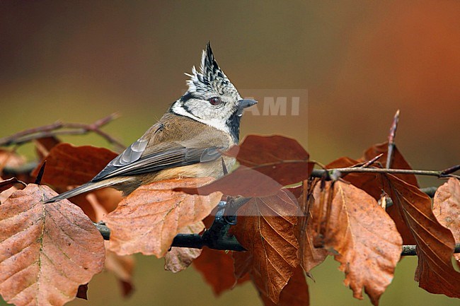 Kuifmees zittend op tak met herfst kleuren, Crested Tit sitting on branch with autumn colors, stock-image by Agami/Walter Soestbergen,
