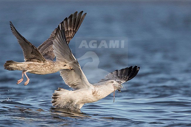 Herring Gull, zilvermeeuw, Larus argentatus, Great Britain stock-image by Agami/Ralph Martin,