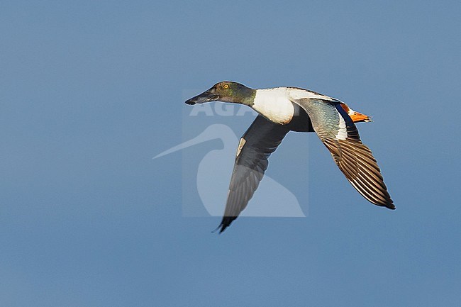 Adult male
Orange Co., CA
January 2015 stock-image by Agami/Brian E Small,