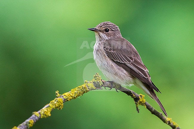 Grauwe Vliegenvanger; Spotted Flycatcher; Muscicapa striata stock-image by Agami/Daniele Occhiato,