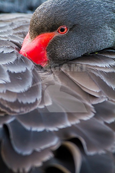 Black Swan, Cygnus atratus portrait of head in feathers bird resting at river rhine stock-image by Agami/Menno van Duijn,