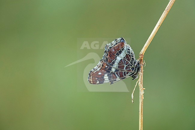 landkaartje; map butterfly; stock-image by Agami/Walter Soestbergen,