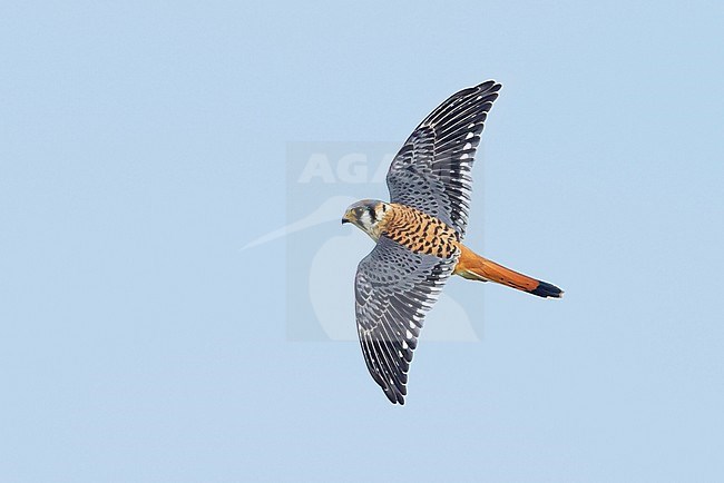 Adult male American Kestrel, Falco sparverius
Chambers Co., Texas
October 2017 stock-image by Agami/Brian E Small,