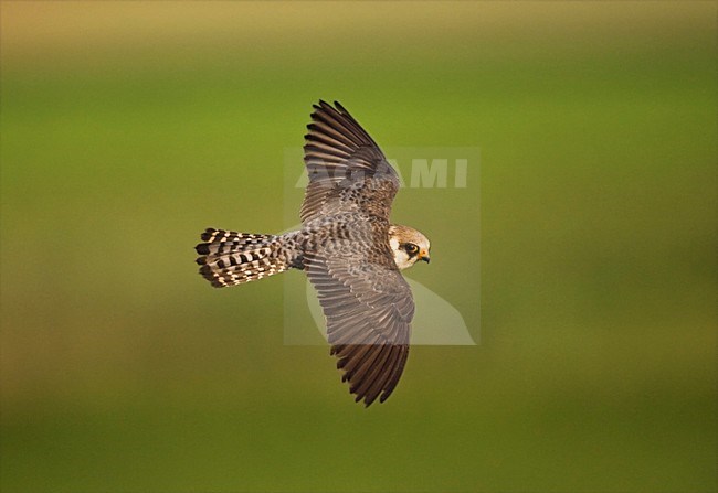 Roodpootvalk, Red-footed Falcon, Falco vespertinus stock-image by Agami/Marc Guyt,