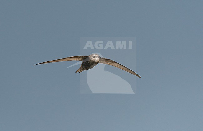 Flying, migrating Common Swift (Apus apus) in frontview showing underside stock-image by Agami/Ran Schols,