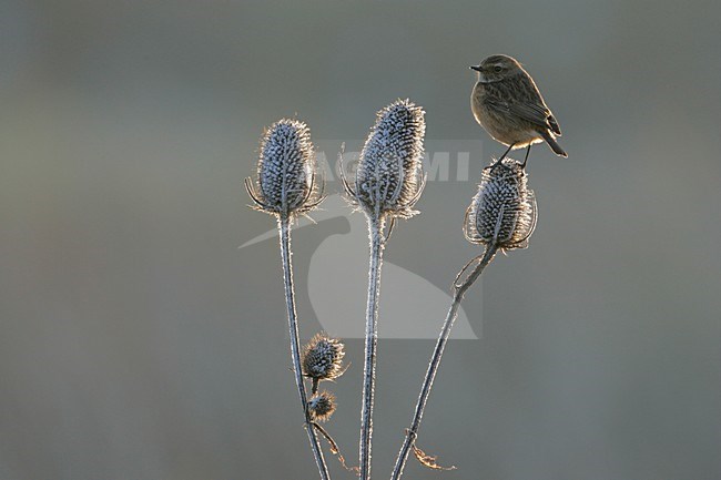 Vrouwtje Roodborsttapuit in zit; Female European Stonechat perched stock-image by Agami/Menno van Duijn,