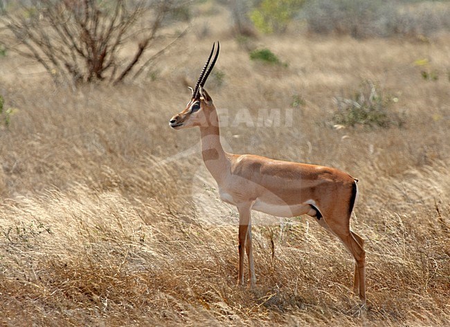 Grantgazelle, Grant's gazelle stock-image by Agami/Roy de Haas,