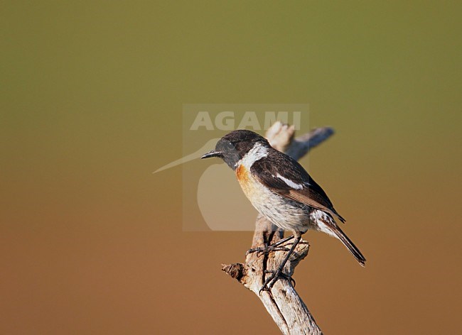 Roodborsttapuit; European Stonechat (Saxicola torquata) Hungary May 2008 stock-image by Agami/Markus Varesvuo / Wild Wonders,