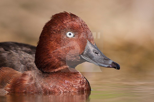 Ferruginous Duck - Moorente - Aythya nyroca, Germany, adult male stock-image by Agami/Ralph Martin,