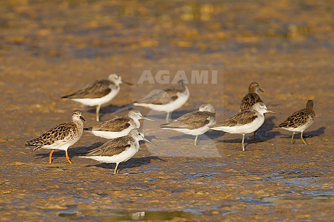 Common Greenshank - Grünschenkel - Tringa nebularia, Oman, with Ruff stock-image by Agami/Ralph Martin,