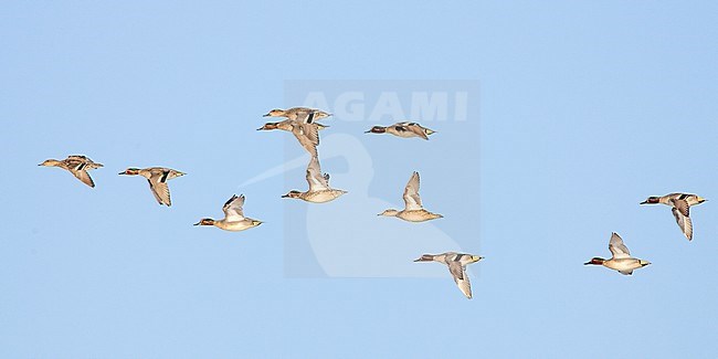 Wintertaling groep vliegend; Eurasian Teal flying stock-image by Agami/Menno van Duijn,