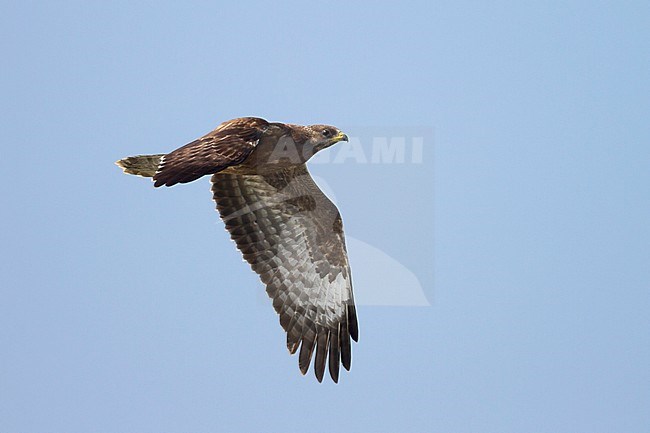 European Honey Buzzard - Wespenbussard - Pernis apivorus, Austria, 1st cy in flight against blue sky stock-image by Agami/Ralph Martin,