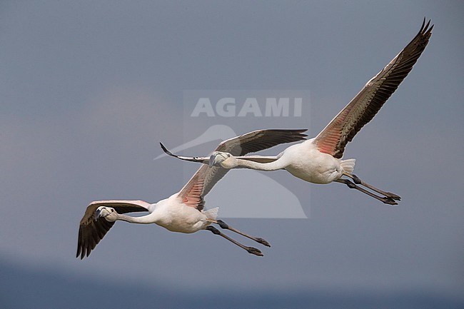 Greater Flamingo (Phoenicopterus roseus) two in flight stock-image by Agami/Daniele Occhiato,