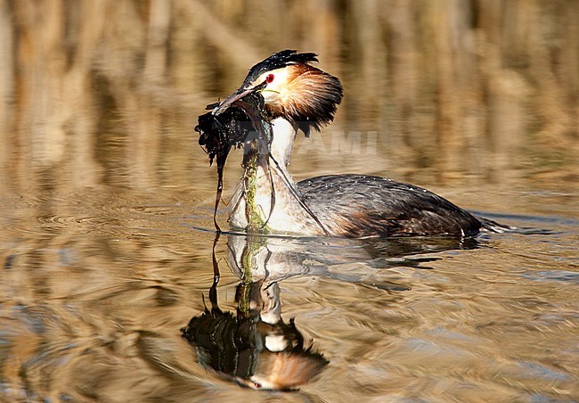 Fuut zwemmend; Great Crested Grebe swimming stock-image by Agami/Roy de Haas,