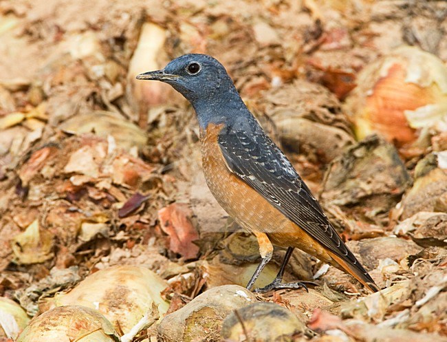 Rode Rotslijster man op doortrek in Israel; Rufous-tailed Rock Thrush on migration in IsraÃ«l stock-image by Agami/Marc Guyt,