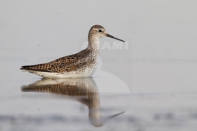 Marsh Sandpiper - TeichwasserlÃ¤ufer - Tringa stagnatilis, Kazakhstan, stock-image by Agami/Ralph Martin,