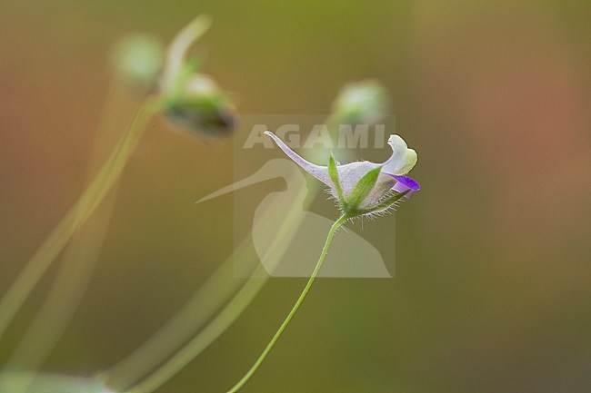 Spiesleeuwenbek, Sharped-leaved Fluellen stock-image by Agami/Wil Leurs,