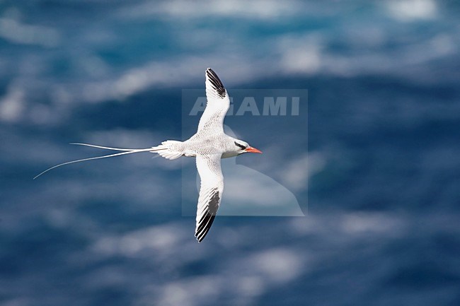 Roodsnavelkeerkringvogel in vlucht Tobago, Red-billed Tropicbird in flight Tobago stock-image by Agami/Wil Leurs,