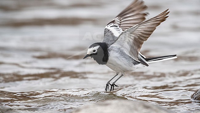 Masked Wagtail hover up the Indus River, Leh, Ladakh, India. February 2017. stock-image by Agami/Vincent Legrand,