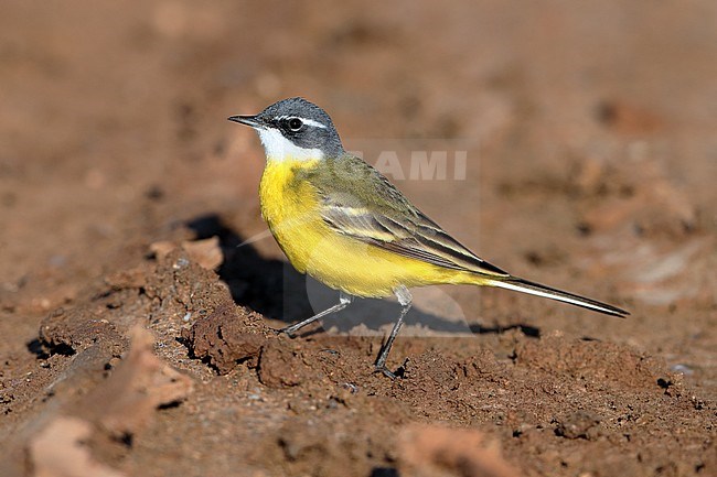 Male Spanish Yellow Wagtail (Motacilla flava iberiae) standing on the ground at Hyeres in France. stock-image by Agami/Aurélien Audevard,