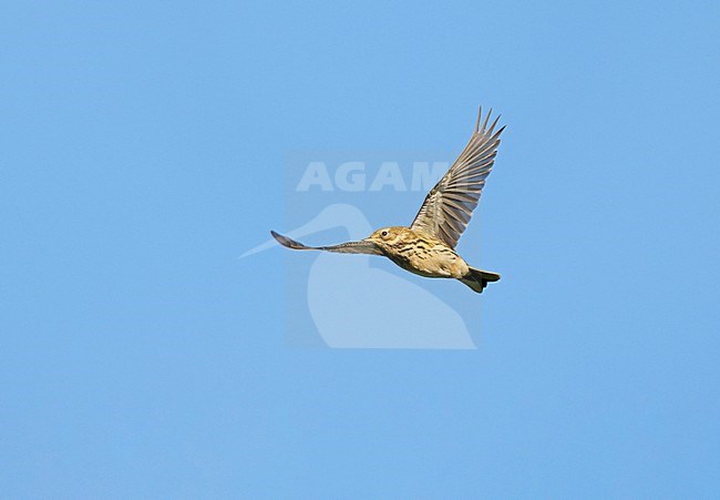 Meadow Pipit (Anthus pratensis) on migration, flying against blue sky showing underside stock-image by Agami/Ran Schols,