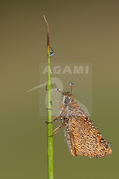 Geelsprietdikkopje, Small Skipper,Thymelicus sylvestrisi stock-image by Agami/Theo Douma,