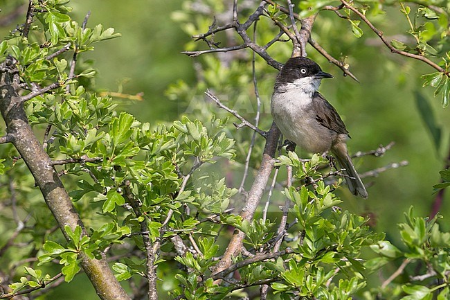 Volwassen Westelijke Orpheusgrasmus; Adult Western Orphean Warbler stock-image by Agami/Daniele Occhiato,