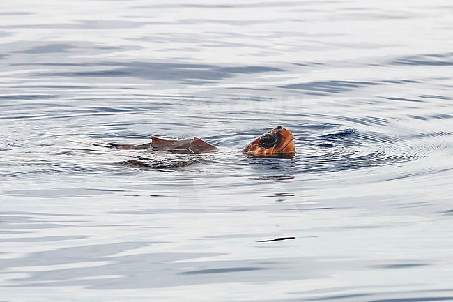 Loggerhead Sea Turtle (Caretta caretta) swimming west off Terceira, Azores, Portugal. stock-image by Agami/Vincent Legrand,