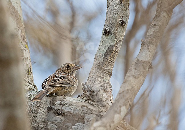 Cassin's Sparrow, Peucaea cassinii, in Mexico. Shwoing it's back and rump. stock-image by Agami/Pete Morris,