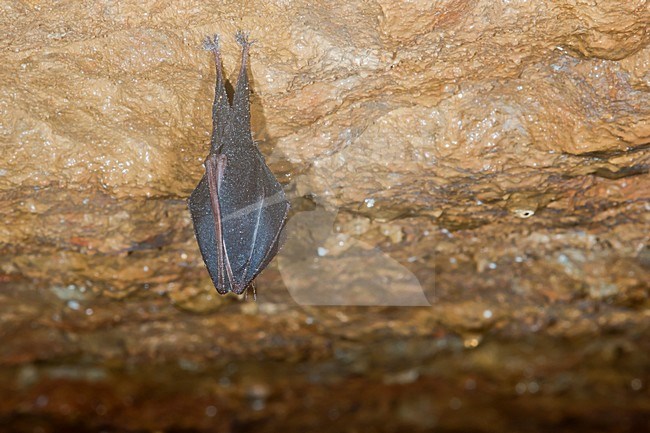 Slapende Kleine Hoefijzerneus; Sleeping Lesser Horseshoe Bat stock-image by Agami/Theo Douma,