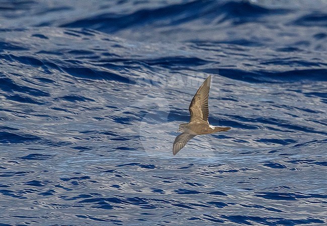 Vaal Stormvogeltje in vlucht boven zee, Leach's Storm-petrel in flight at sea stock-image by Agami/Vincent Legrand,