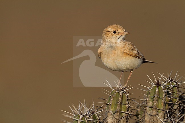 Bar-tailed Desert Lark (Ammomanes cincturus); Morocco, adult stock-image by Agami/Ralph Martin,