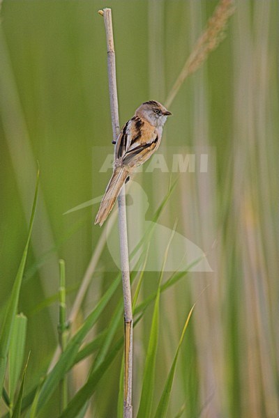 Juveniele Baardman in riet; Juvenile Bearded Reedling in reedbed stock-image by Agami/Menno van Duijn,