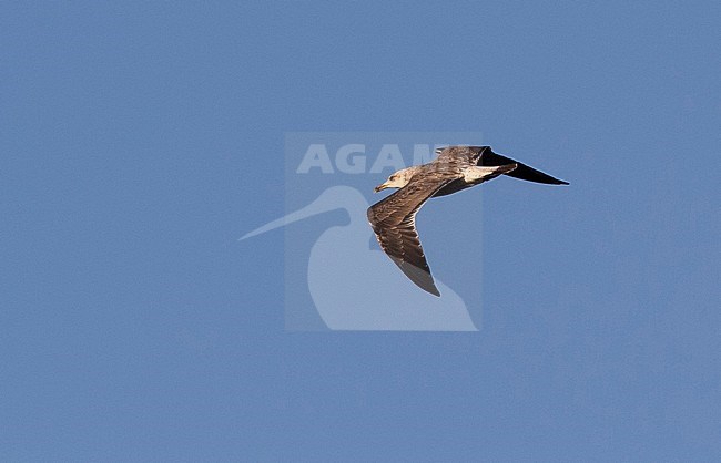 First-summer Baltic Gull (Larus fuscus) showing upperwing during migration in Egypt. stock-image by Agami/Edwin Winkel,