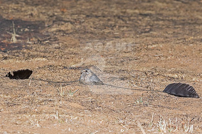 Displaying male Standard-winged Nightjar (Caprimulgus longipennis) in Cameroon. stock-image by Agami/Pete Morris,