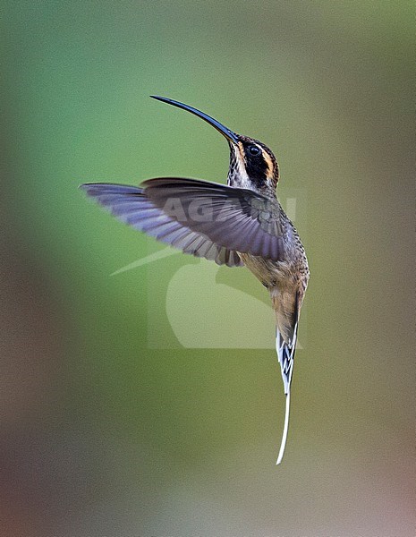 Scale-throated Hermit, Phaethornis eurynome eurynome, in flight hovering stock-image by Agami/Andy & Gill Swash ,
