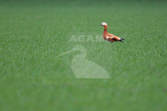 Male Ruddy Shelduck (Tadorna ferruginea) standing in a green meadow in the Netherlands. stock-image by Agami/Harvey van Diek,