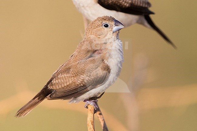 African Silverbill (Euodice cantans), single individual perched on a branch stock-image by Agami/Saverio Gatto,