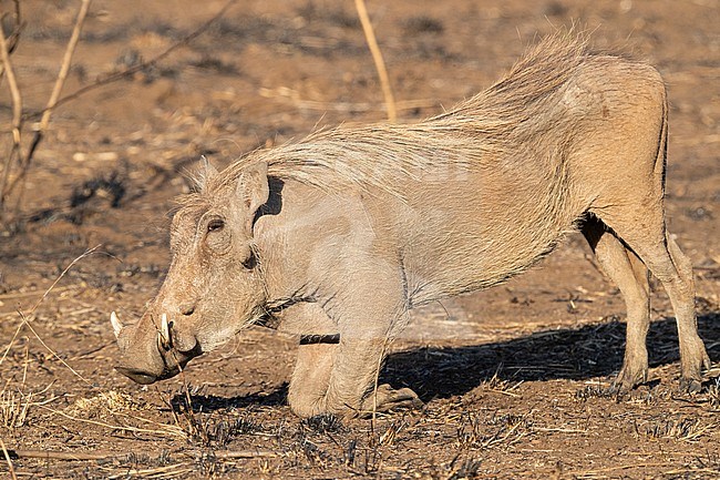 Southern Warthog (Phacochoerus africanus sundevallii), side view of an adult grazing on the ground, Mpumalanga, South Africa stock-image by Agami/Saverio Gatto,