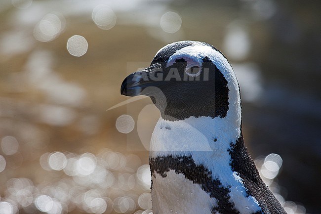 Portret van een volwassen ZwartvoetpinguÃ¯n; Close-up of an adult Jackass Penguin stock-image by Agami/Marc Guyt,