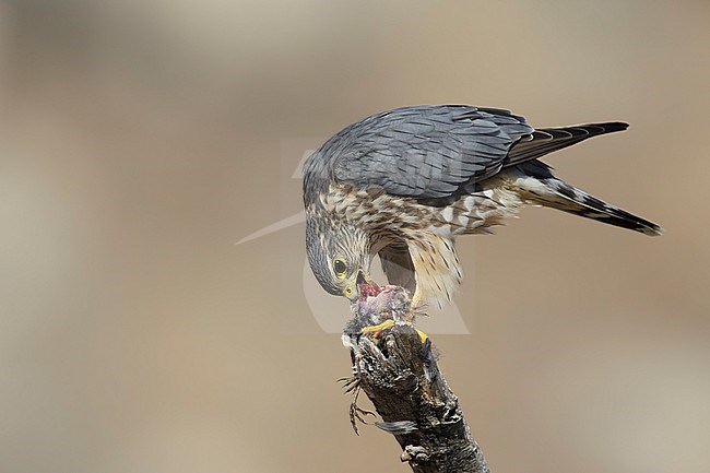 Adult male American Merlin (Falco columbarius columbarius) wintering in Riverside County, California, in November. Perched on a dead branch against a brown background. stock-image by Agami/Brian E Small,