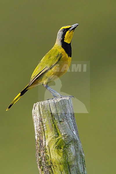 Bokmakierie (Telophorus zeylonus) perched on a pole stock-image by Agami/Dubi Shapiro,