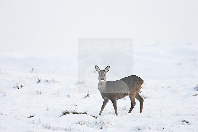 Ree in de sneeuw; Roe deer standing in snow stock-image by Agami/Menno van Duijn,