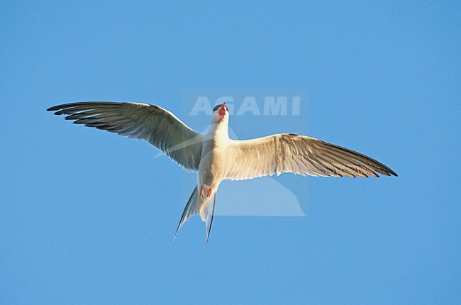 Visdief vliegend; Common Tern adult flying stock-image by Agami/Marc Guyt,