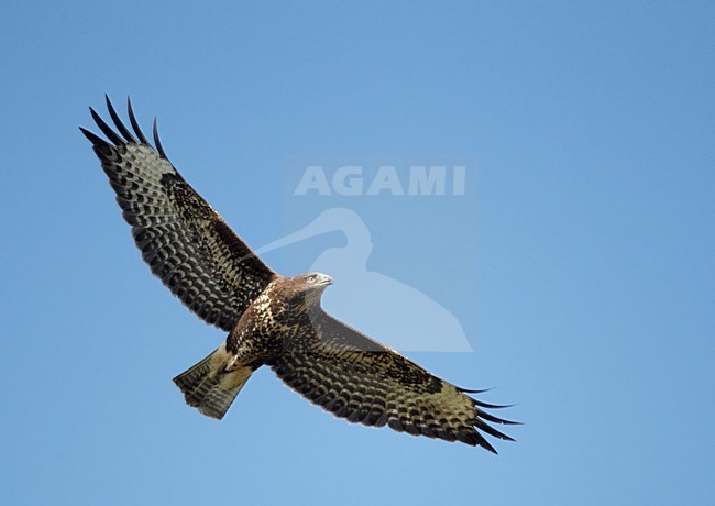 Buizerd in de vlucht; Common Buzzard in flight stock-image by Agami/Markus Varesvuo,