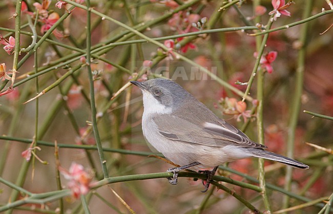 Braamsluiper in lage struikjes; Lesser Whitethroat in scrub stock-image by Agami/Markus Varesvuo,